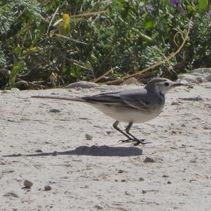 White Wagtail