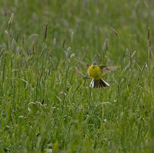 Yellow Wagtail