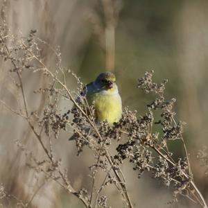 Alpine Citril Finch