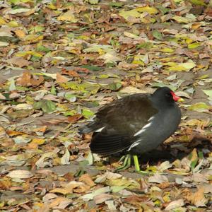 Common Moorhen