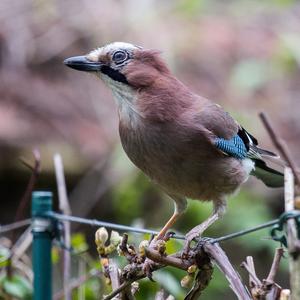 Eurasian Jay