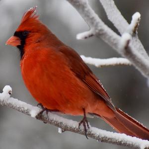 Northern Cardinal