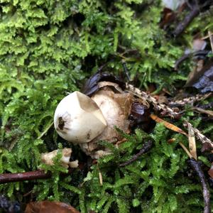 Collared Earthstar