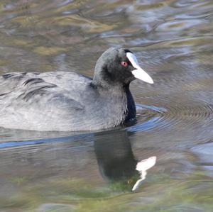 Common Coot