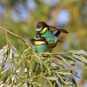 European Bee-eater