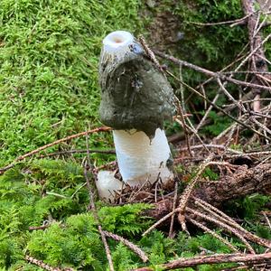 Stinkhorn, Common