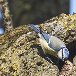 Blue Tit