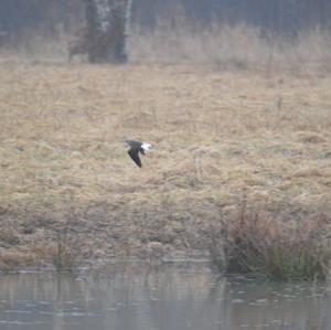 Green Sandpiper