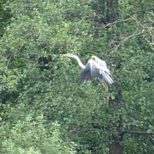 Grey Heron