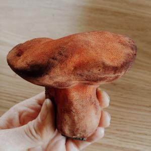 Beefsteak Polypore