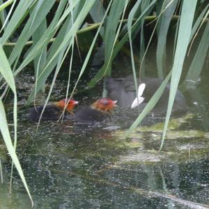 Common Coot