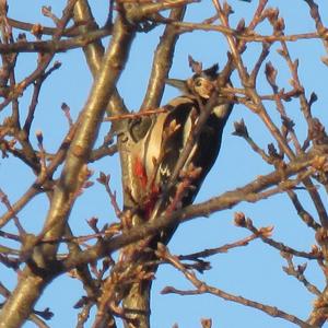 Great Spotted Woodpecker