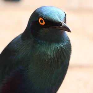 Red-shouldered Glossy-starling