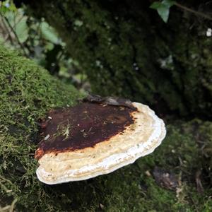 Red-belted Polypore