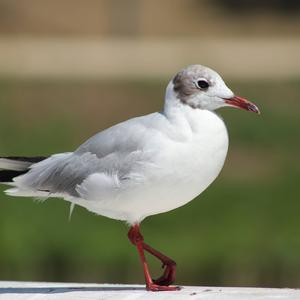 Black-headed Gull