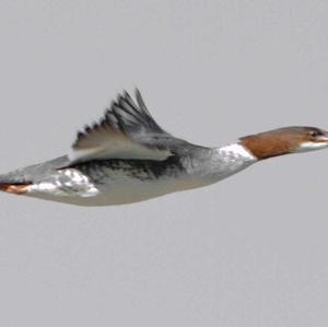 Common Merganser