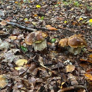 King Bolete