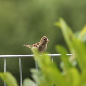 House Sparrow