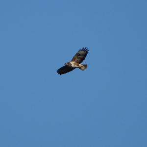 Common Buzzard