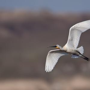 Eurasian Spoonbill