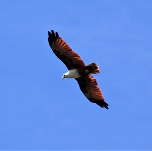 Brahminy Kite