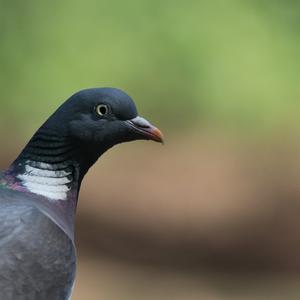 Common Wood-pigeon