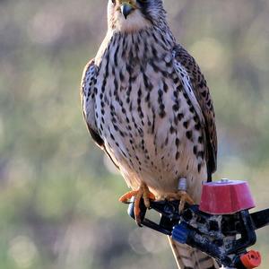 Common Kestrel