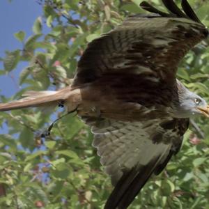 Red Kite