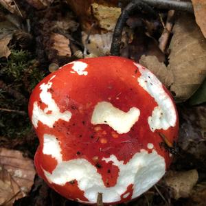 Emetic Russula