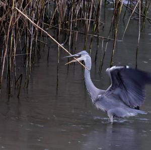 Grey Heron