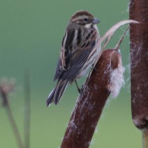 Reed Bunting