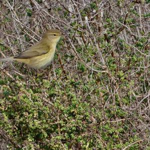 Common Chiffchaff