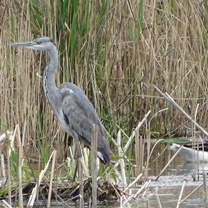 Grey Heron