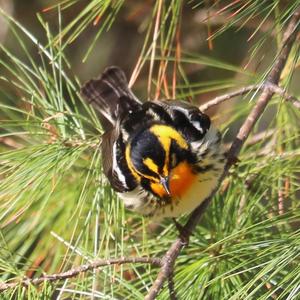 Blackburnian Warbler