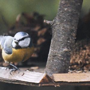 Blue Tit