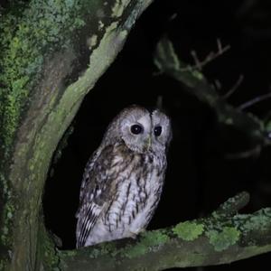 Tawny Owl