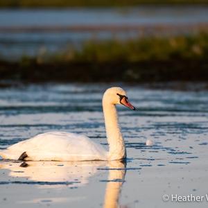 Mute Swan