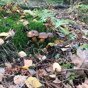 Bay Bolete