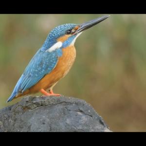 Common Kingfisher