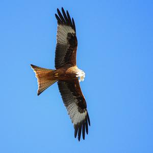 Red Kite