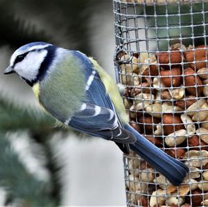 Blue Tit