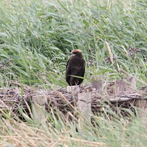 Western Marsh-harrier