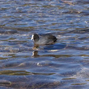 Common Coot