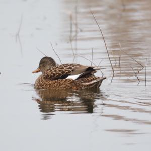 Gadwall