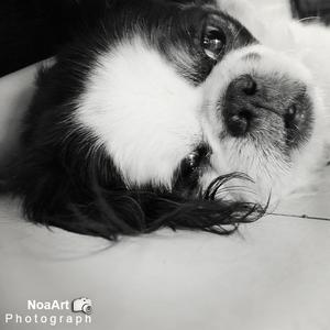 Japanese Chin