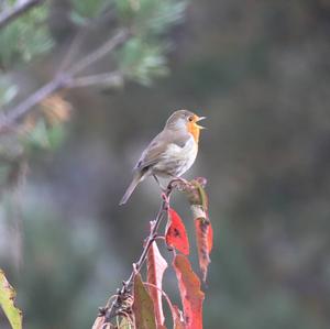 European Robin