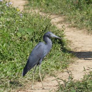 Little Blue Heron