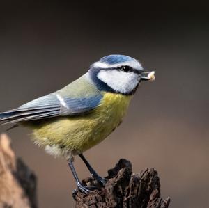 Blue Tit