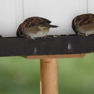 Eurasian Tree Sparrow