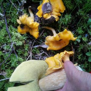 Chanterelle, Common